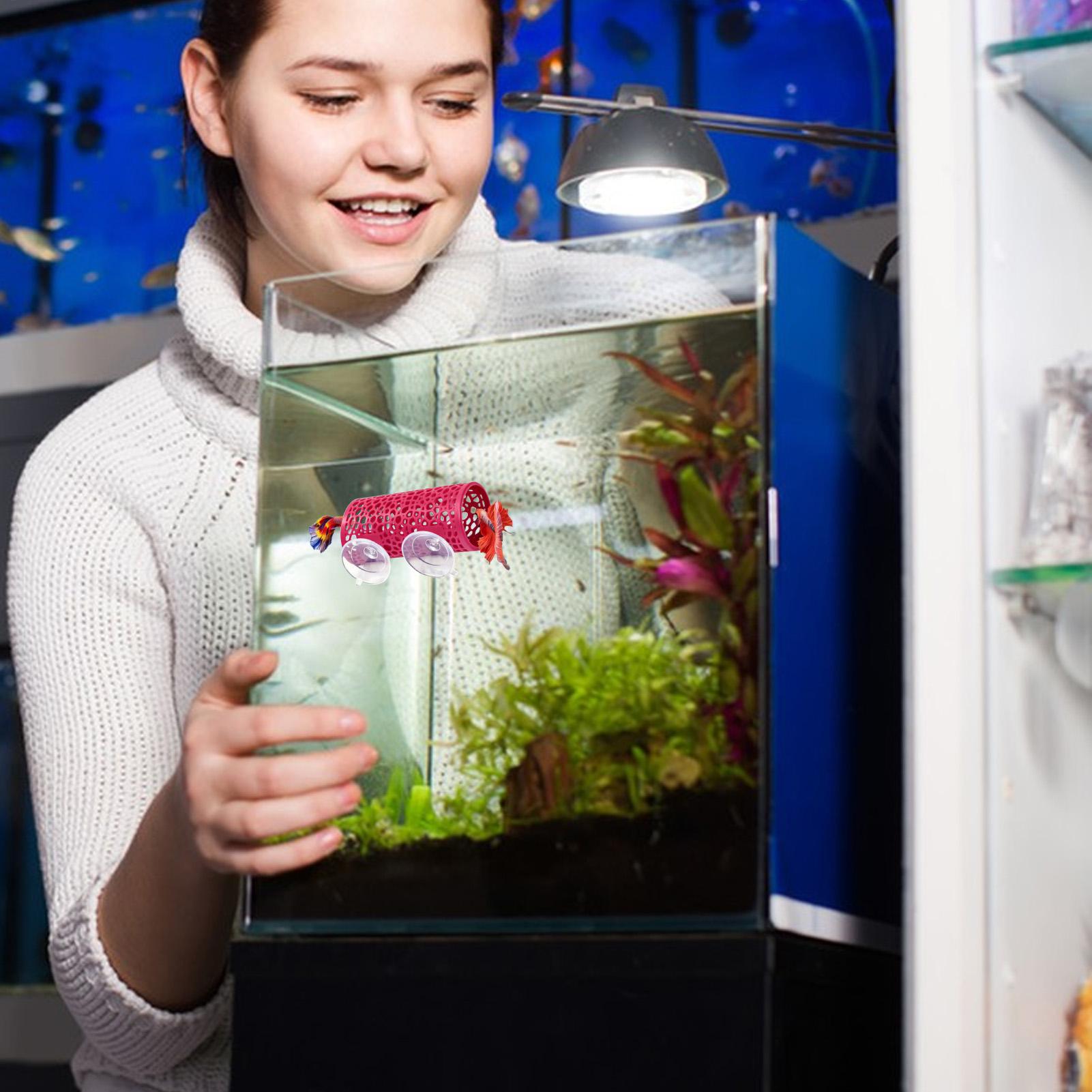 Aquarium Fish Youtube - Betta Habitat Dinlenme Barınağı Süs Balık