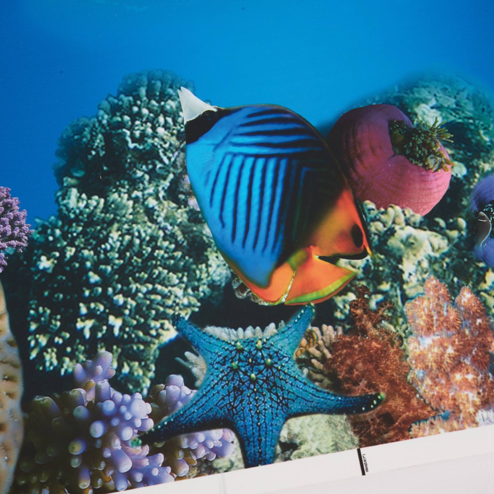 Fish In Aquarium Picture - A77I Akvaryum Arka Plan Kağıdı HD