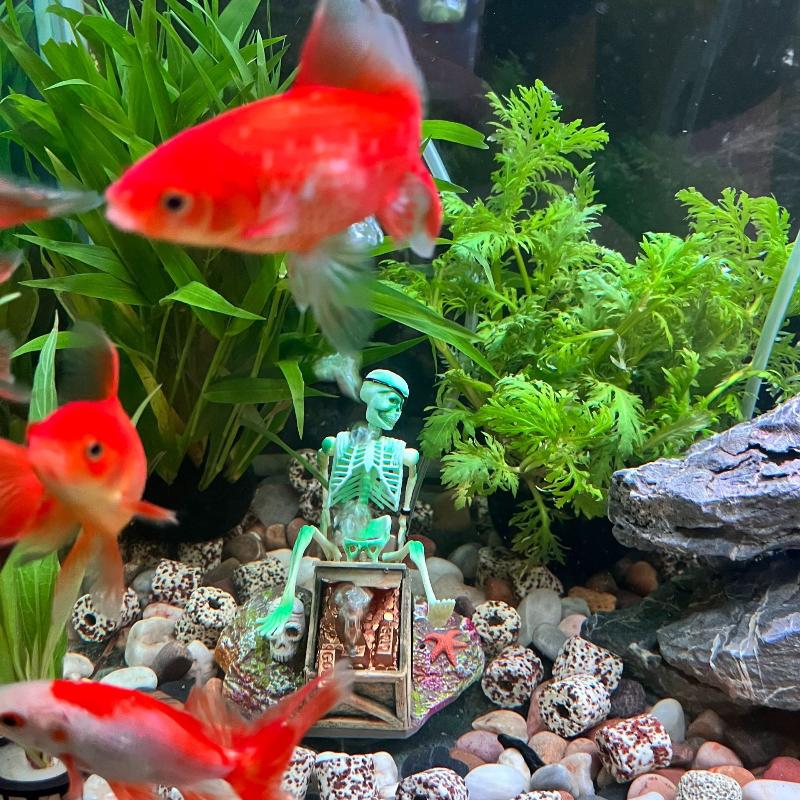 Aquarium Fish For Sale Online - Balık Tankı Aerobik Peyzaj Kabarcık Hava