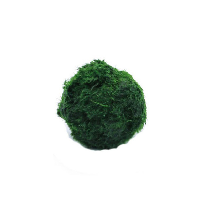 Aquarium Fish Ball - Marimo Yosun Topları Canlı Akvaryum Bitkisi