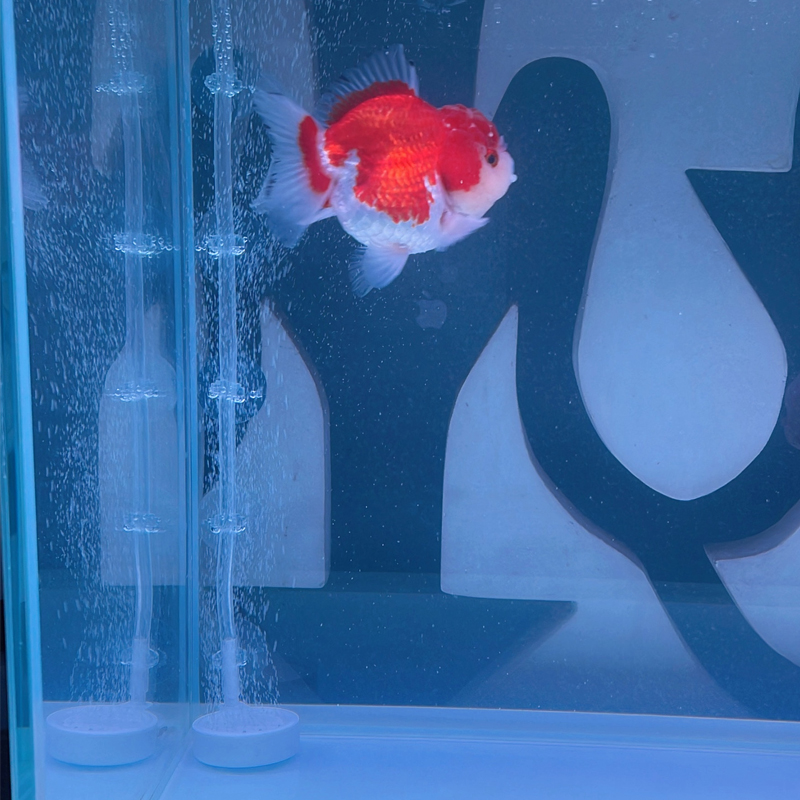 Akvaryum Vantuz 10 Adet Balık  - Aquarium Fish Youtube incelemesi ve fiyatı