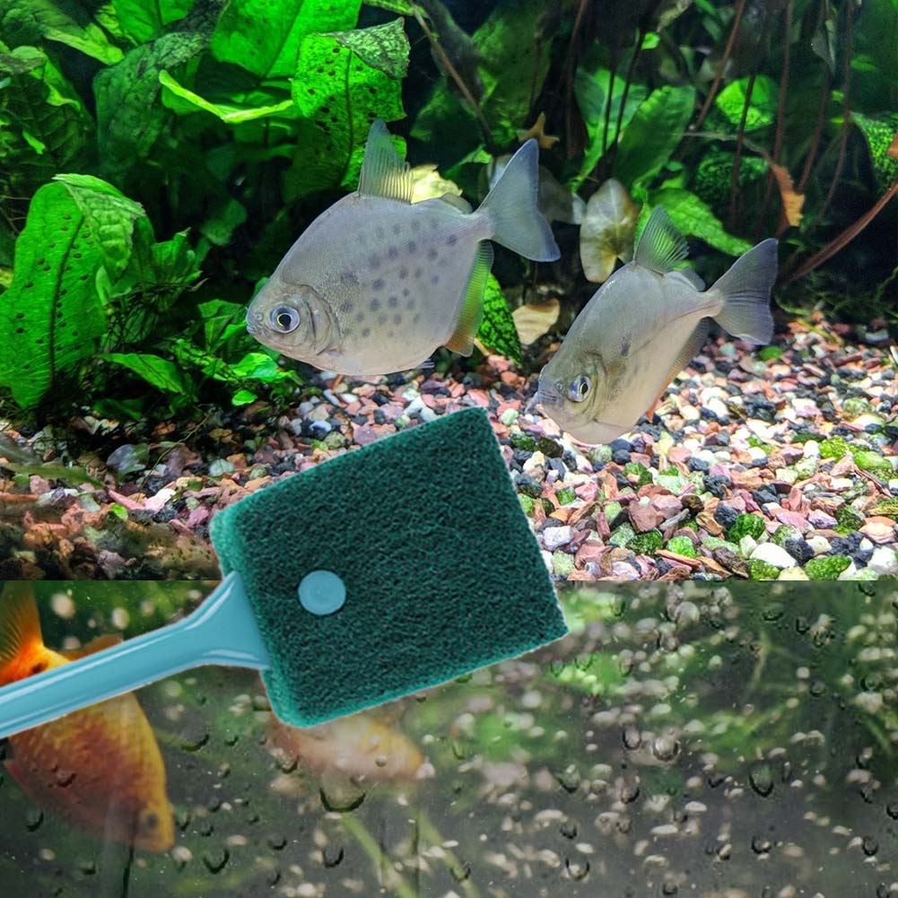 Çift Taraflı Balık Tankı Sünge - Aquarium Fish Accessories incelemesi ve fiyatı