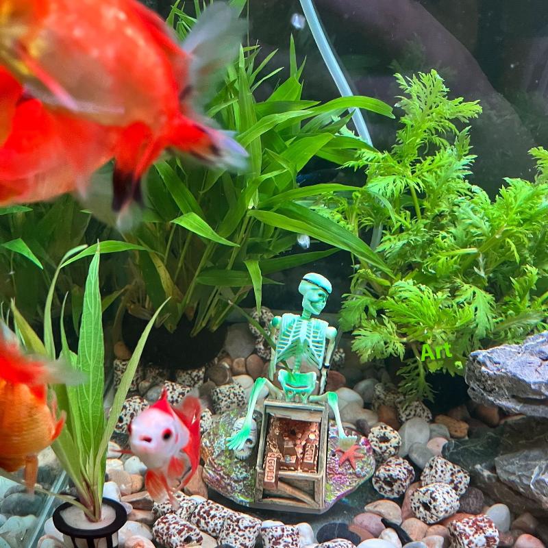Balık Tankı Aerobik Peyzaj Kab - Aquarium Fish For Sale Online incelemesi ve fiyatı