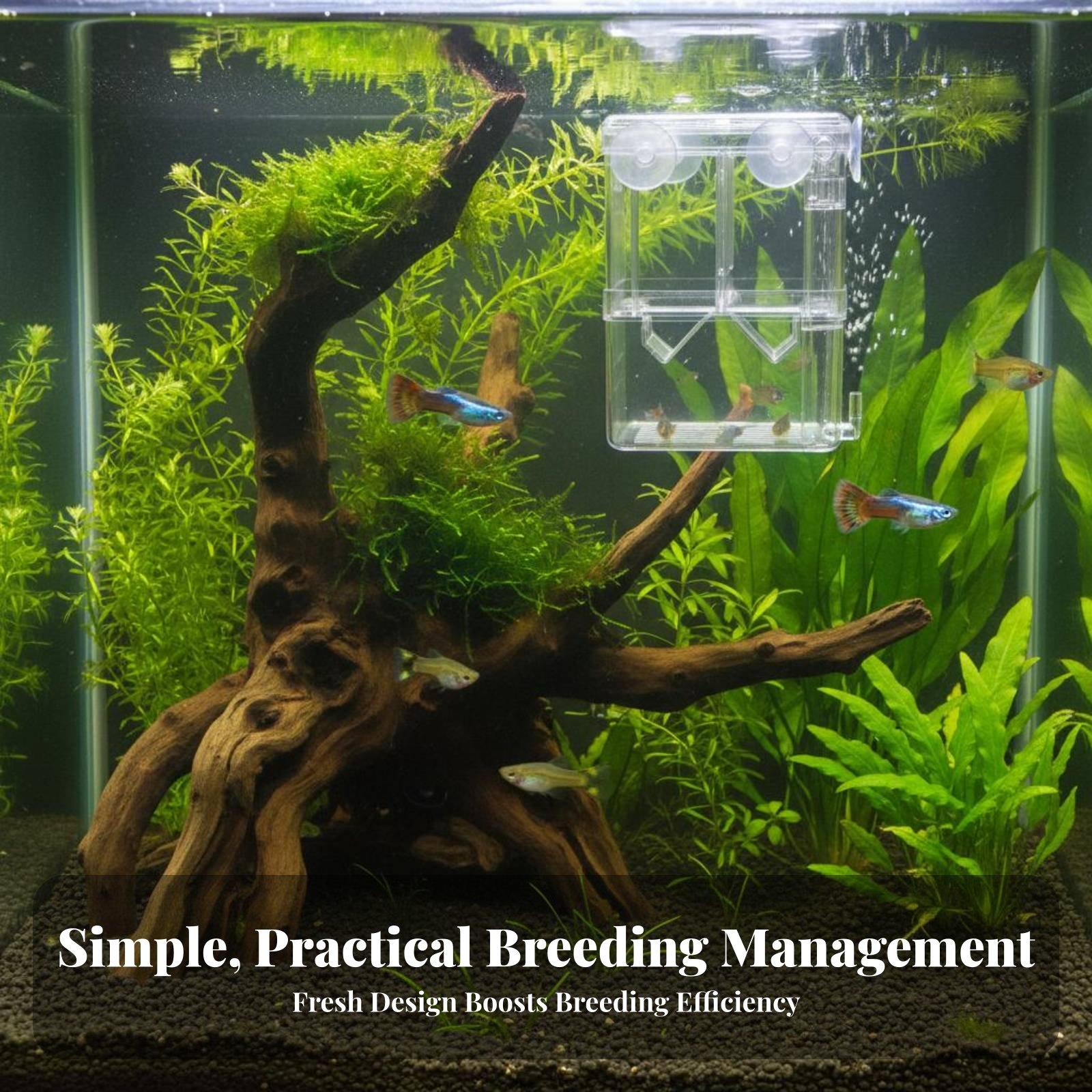 Çift Katmanlı Akvaryum Yetişti - Aquarium Fishes incelemesi ve fiyatı