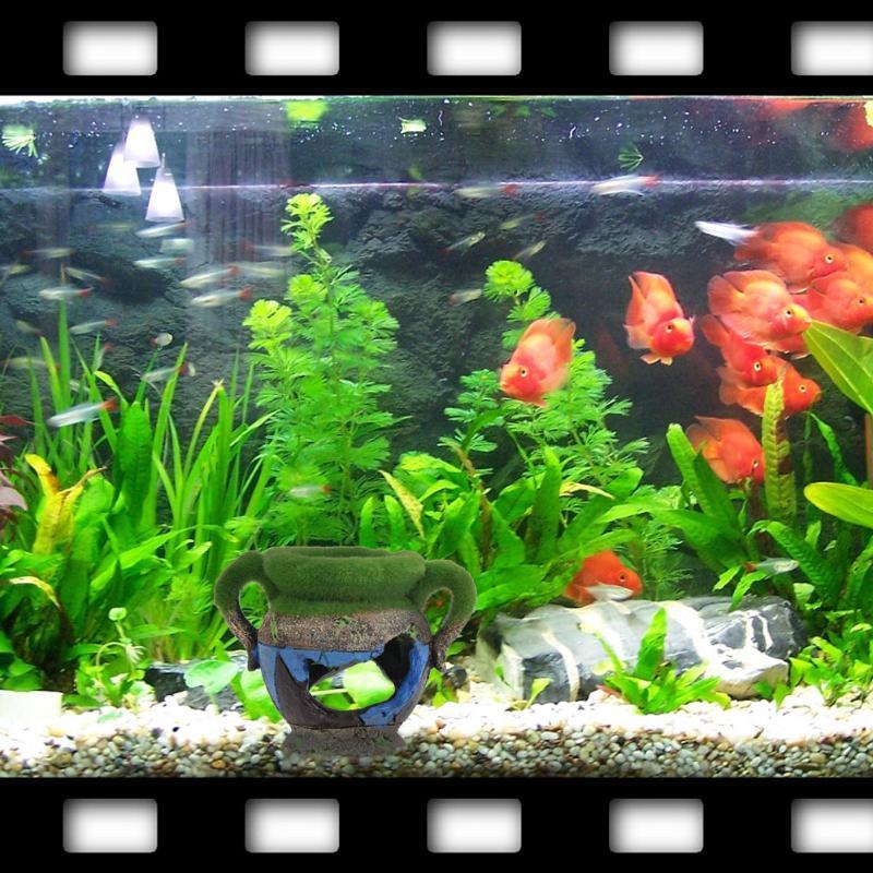 1 adet Reçine Vazo Yosun Akvar - Aquarium Fish For Sale Online incelemesi ve fiyatı