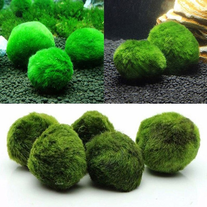 Marimo Yosun Topları Canlı Akv - Aquarium Fish Ball incelemesi ve fiyatı