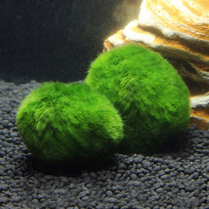 Marimo Yosun Topları Canlı Akv - Aquarium Fish Ball incelemesi ve fiyatı