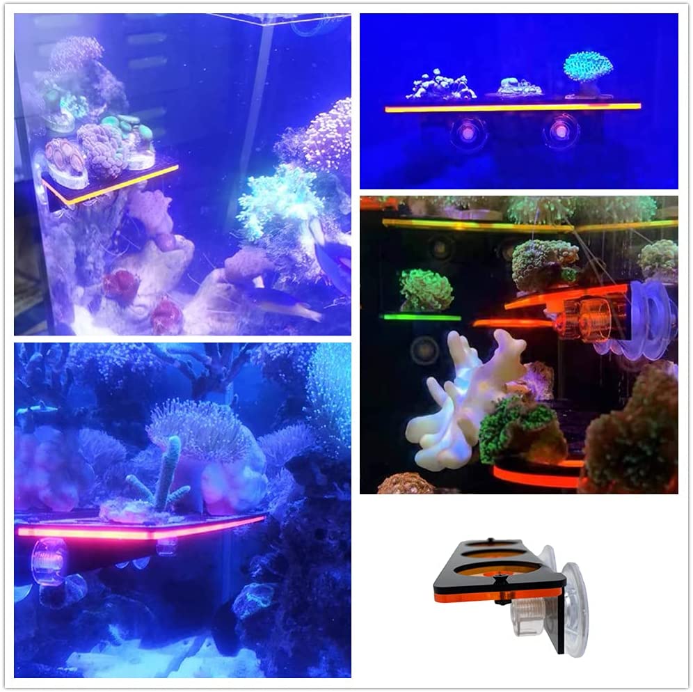 Floresan Mercan Frag Fiş Brake - Aquarium Fish For Sale Online incelemesi ve fiyatı